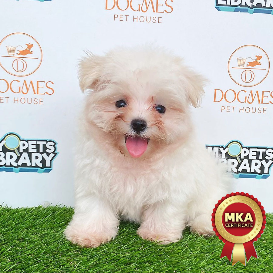 MKA Tiny Maltese Puppy (Female) For Sale