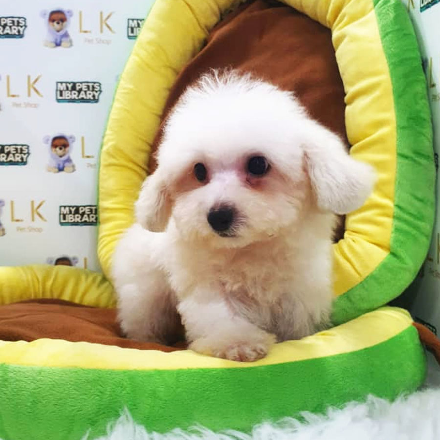 Maltipoo Puppy (Male) For Sale