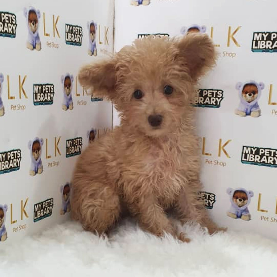 Maltipom Puppy (Female) For Sale