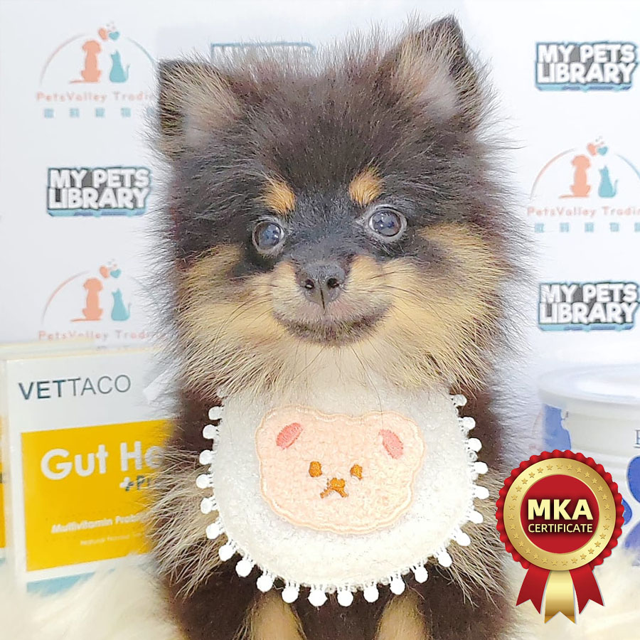 MKA Pomeranian Puppy (Female) For Sale