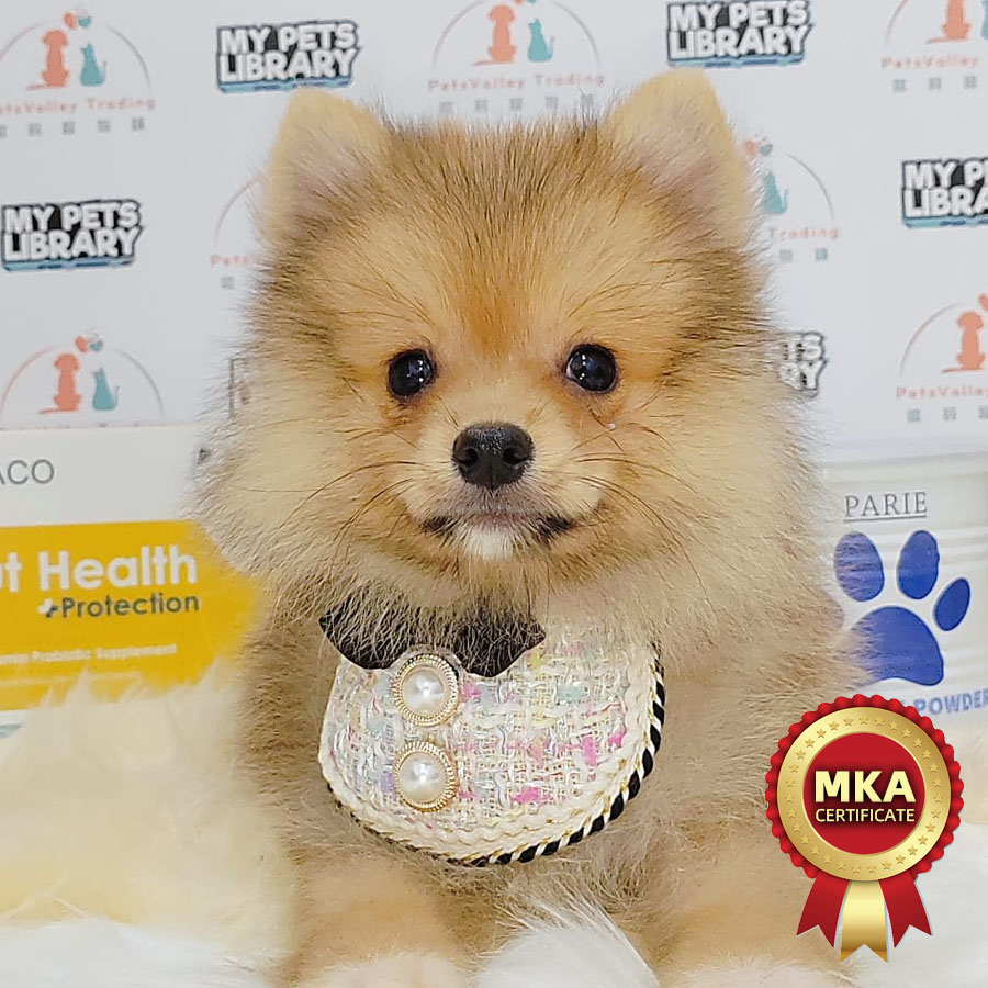 MKA Pomeranian Puppy (Male) For Sale