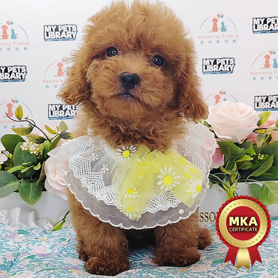 MKA Toy Poodle Puppy (Male) For Sale