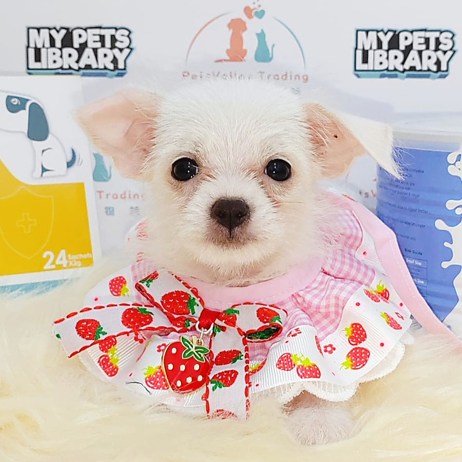 Chihuahua Puppy (Male) For Sale