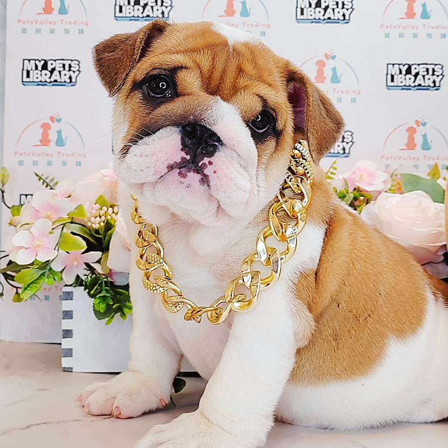English Bulldog Puppy (Female) For Sale