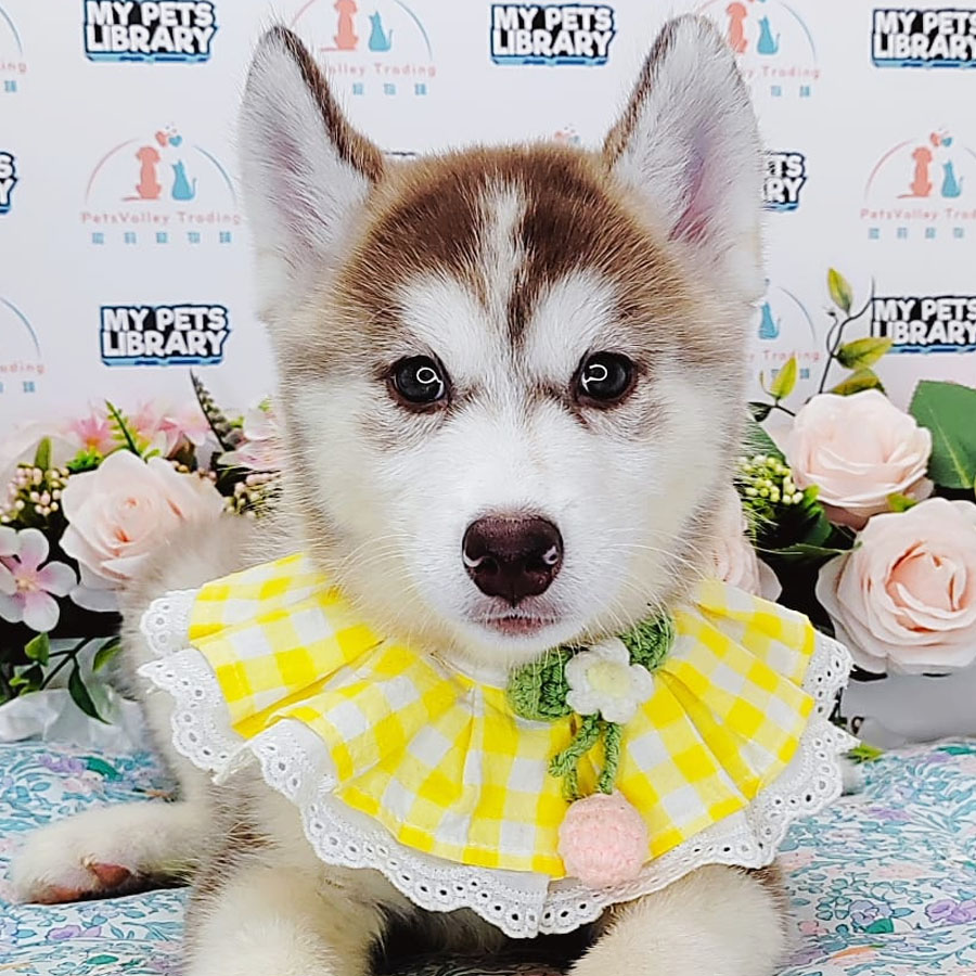 Wooly Hsuky Puppy (Female) For Sale