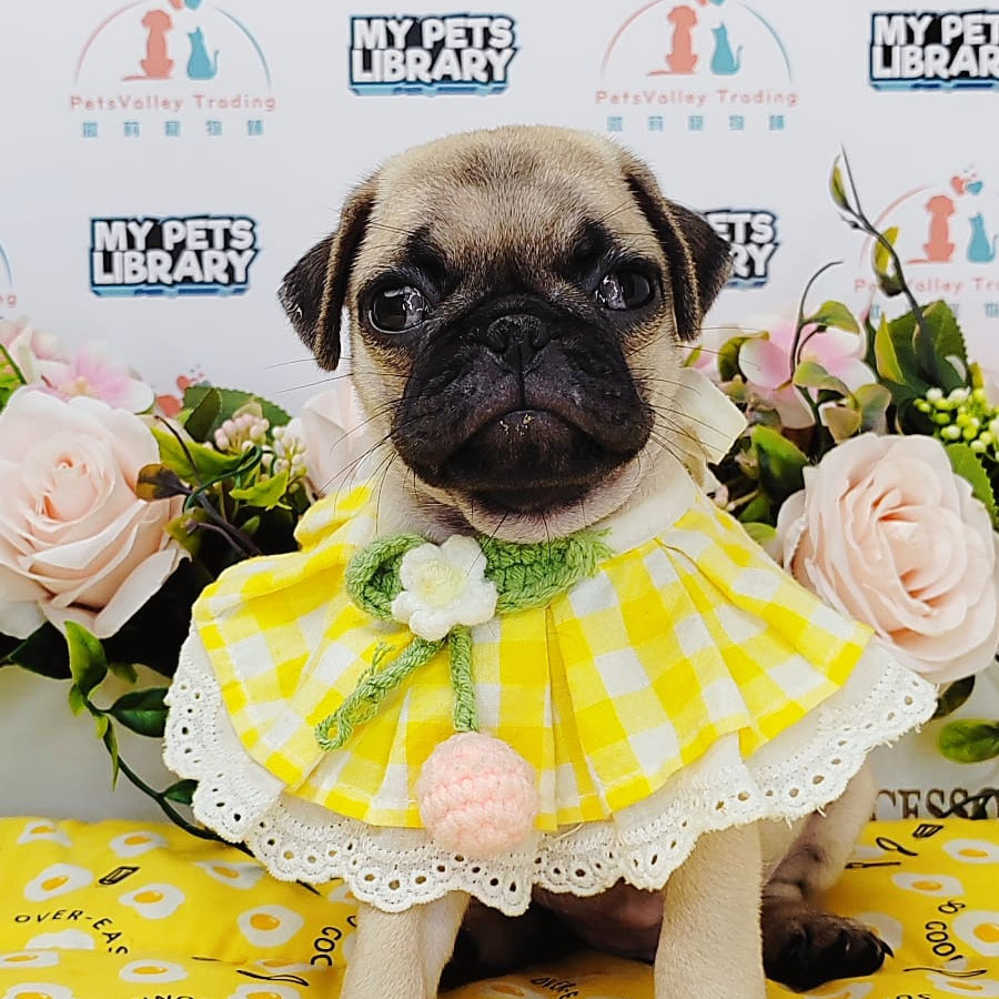 Pug Puppy (Female) For Sale