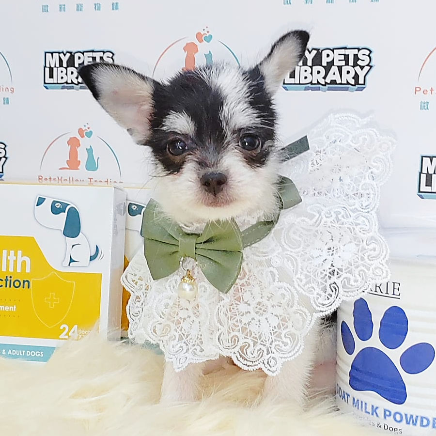 Long Coat Chihuahua Puppy (Female) For Sale