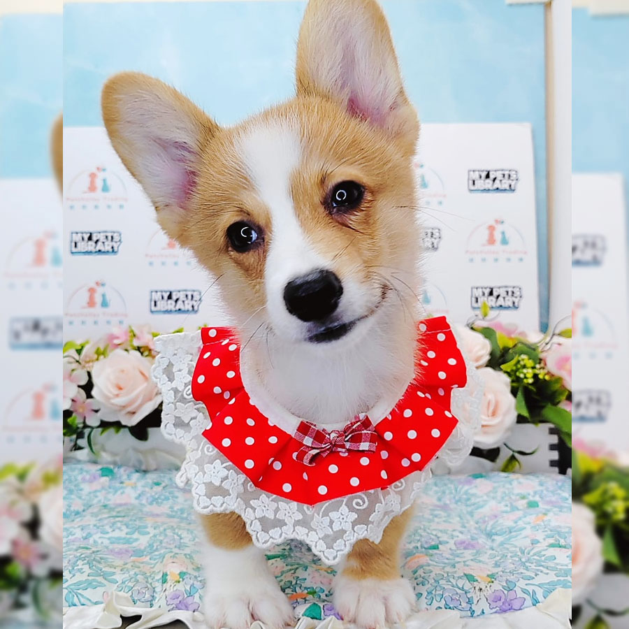 Welsh Corgi Puppy (Male) For Sale