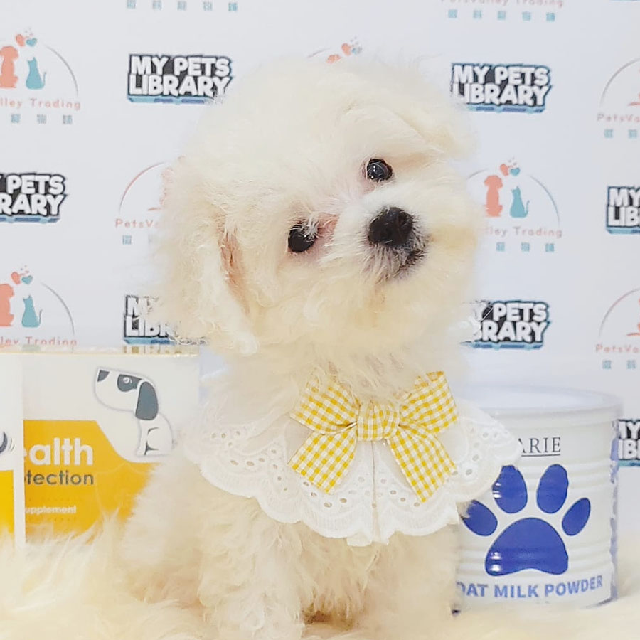 Bichon Frise Puppy (Male) For Sale