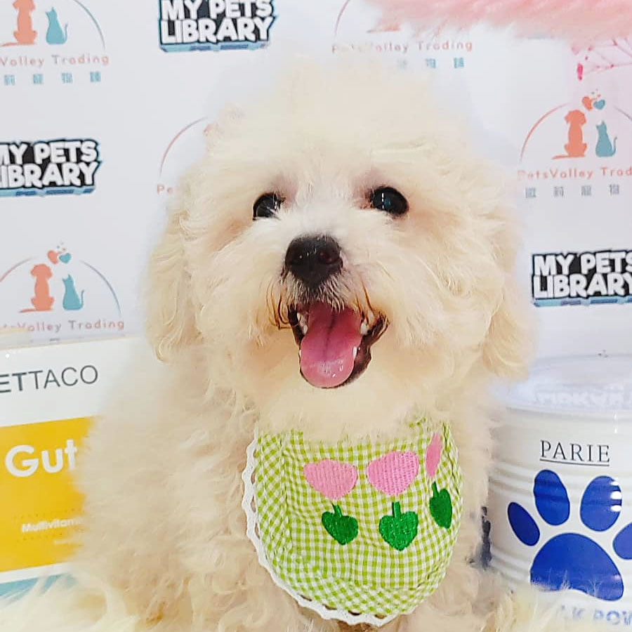 Bichon Frise Puppy (Female) For Sale