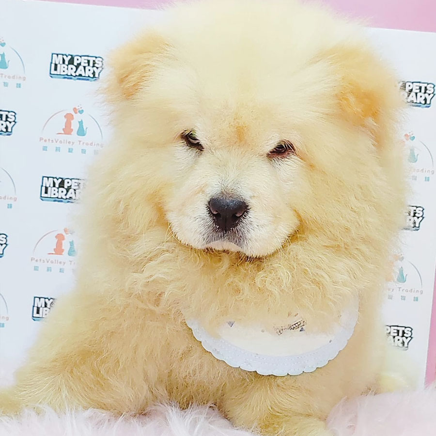 Chow Chow Puppy (Male) For Sale