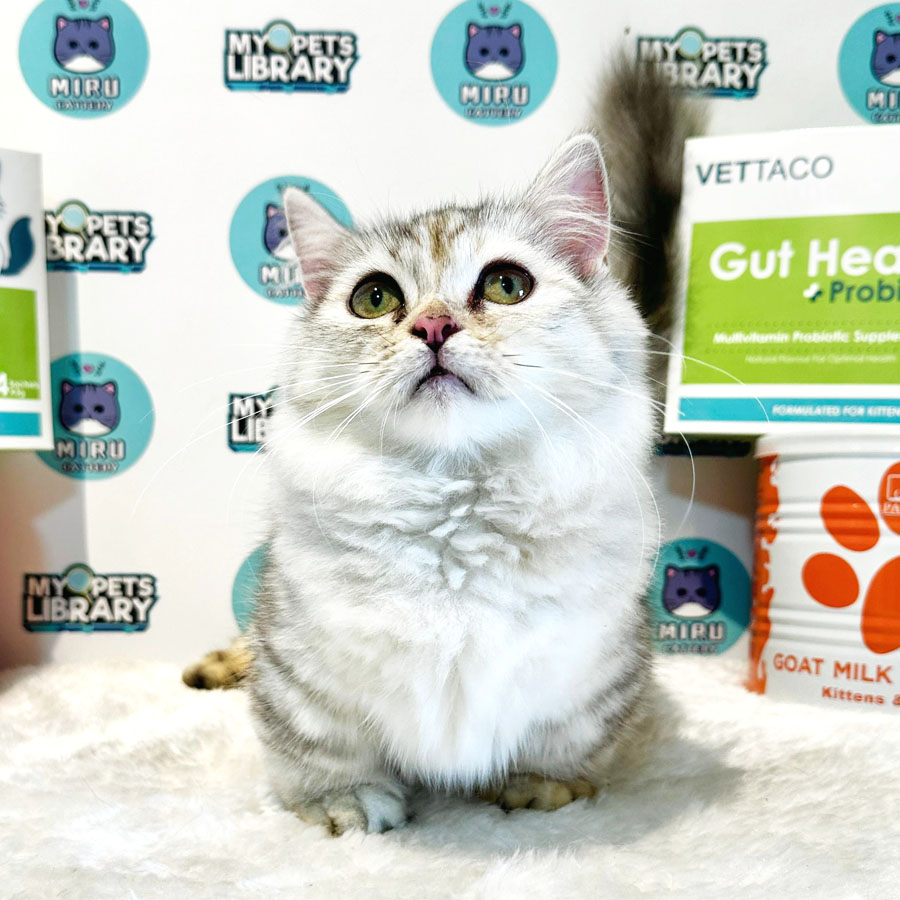 Munchkin Kitten (Female) For Sale