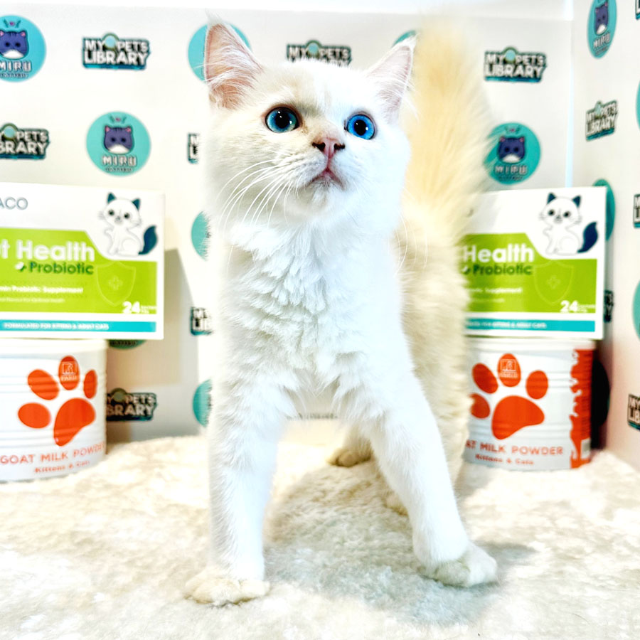 Persian Kitten (Female) For Sale