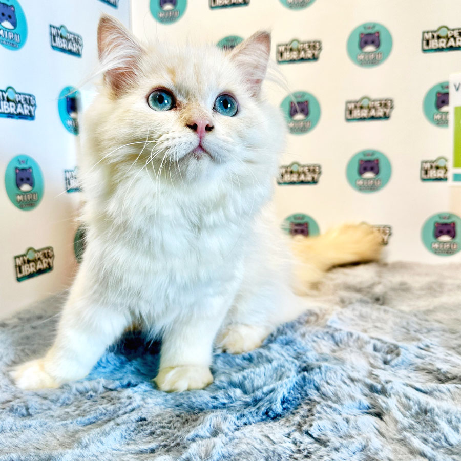 Persian Kitten (Male) For Sale