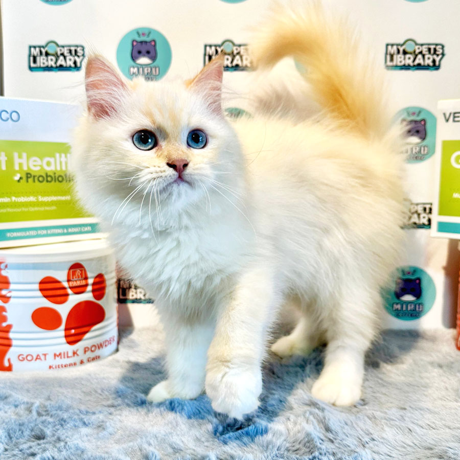 Persian Kitten (Female) For Sale