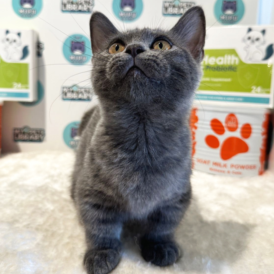 Munchkin British Shorthair Kitten (Female) For Sale