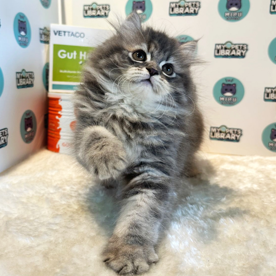 Persian Kitten (Male) For Sale