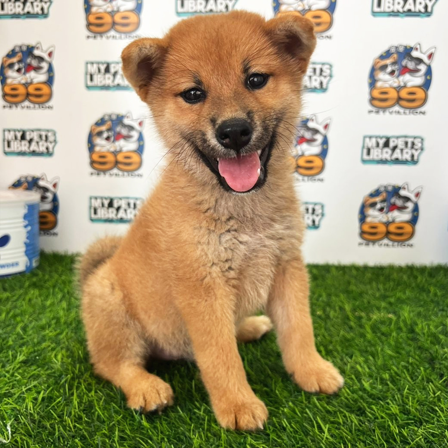 Shiba Inu Puppy (Male) For Sale