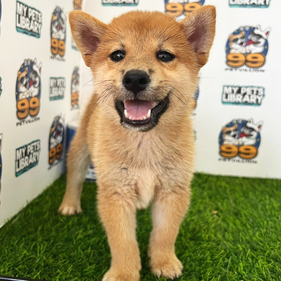 Shiba Inu Puppy (Male) For Sale