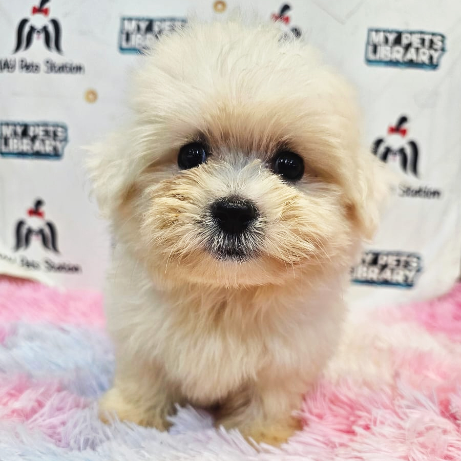 Maltese Puppy (Male) For Sale