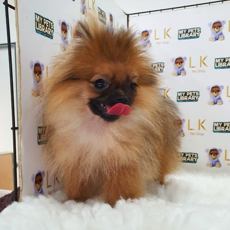 Tiny Pomeranian Puppy (Female) For Sale