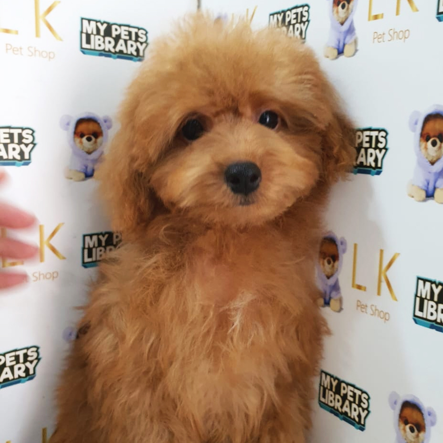Maltipoo Puppy (Female) For Sale