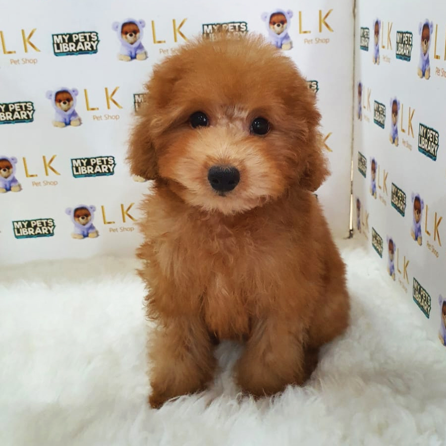 Maltipoo Puppy (Female) For Sale
