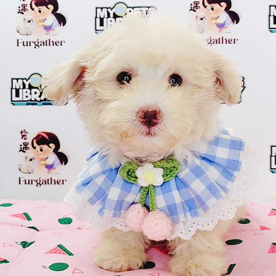 Maltipoo Puppy (Male) For Sale