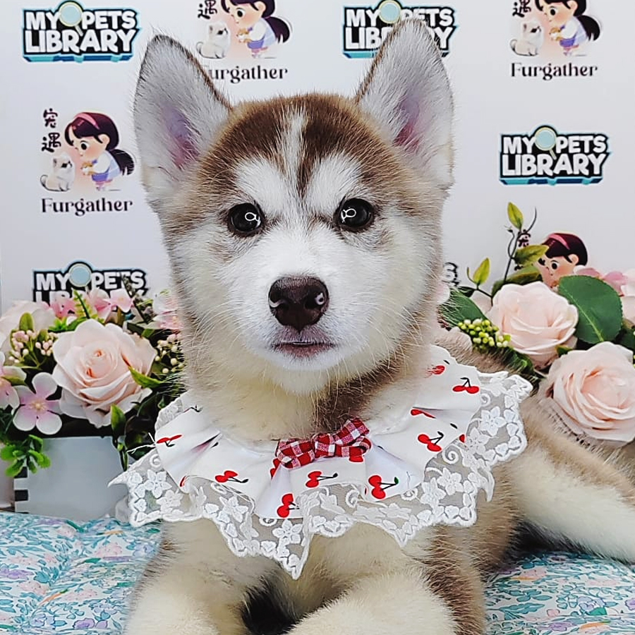 Wooly Husky Puppy (Female) For Sale