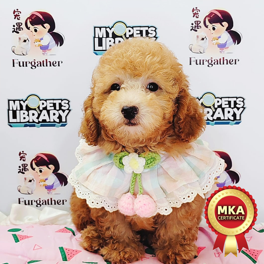 MKA Toy Poodle Puppy (Male) For Sale