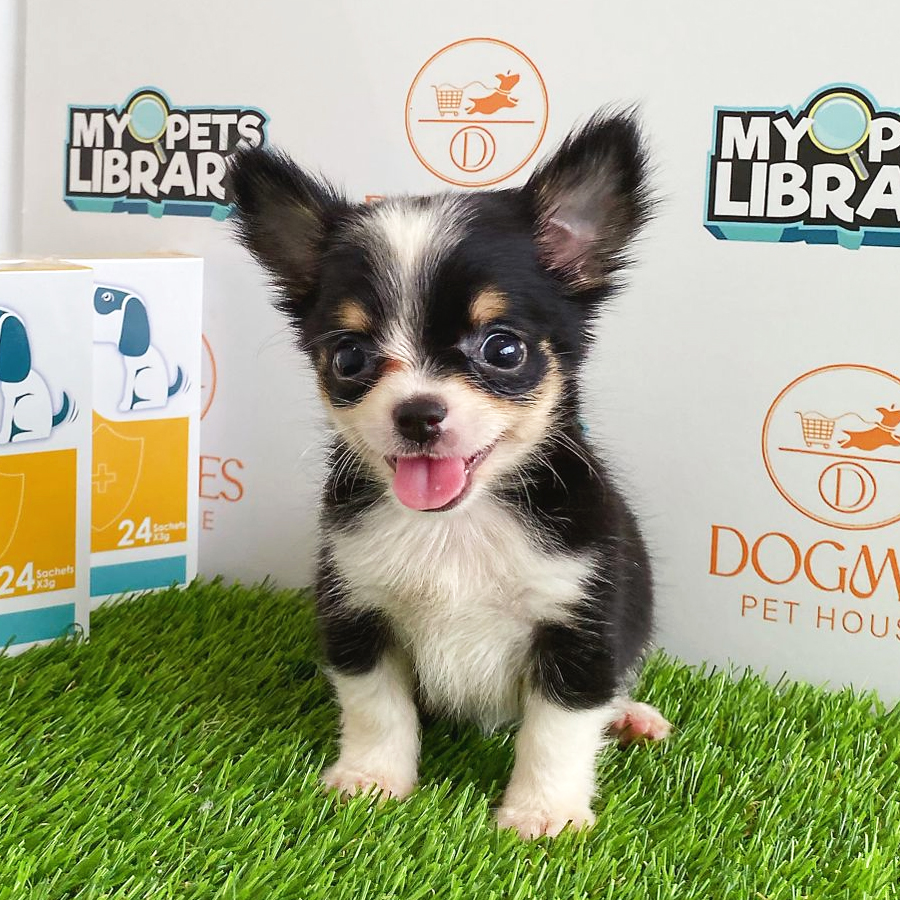Chihuahua Puppy (Female) For Sale