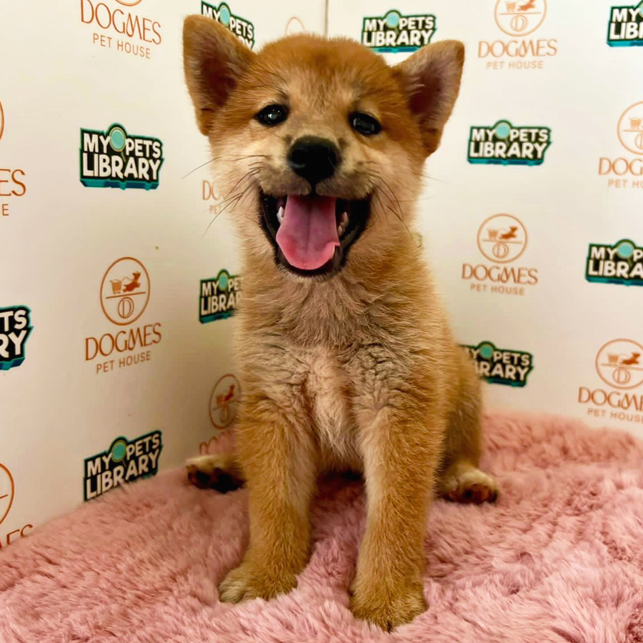 Shiba Inu Puppy (Male) For Sale