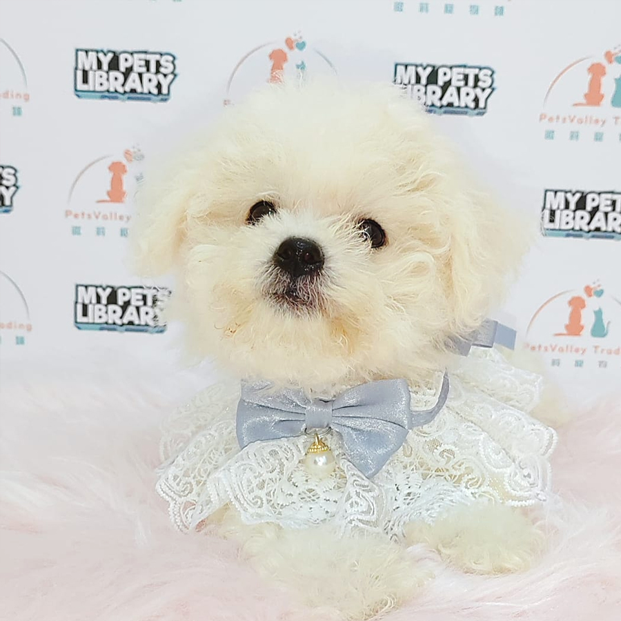 Bichon Frise Puppy (Male) For Sale