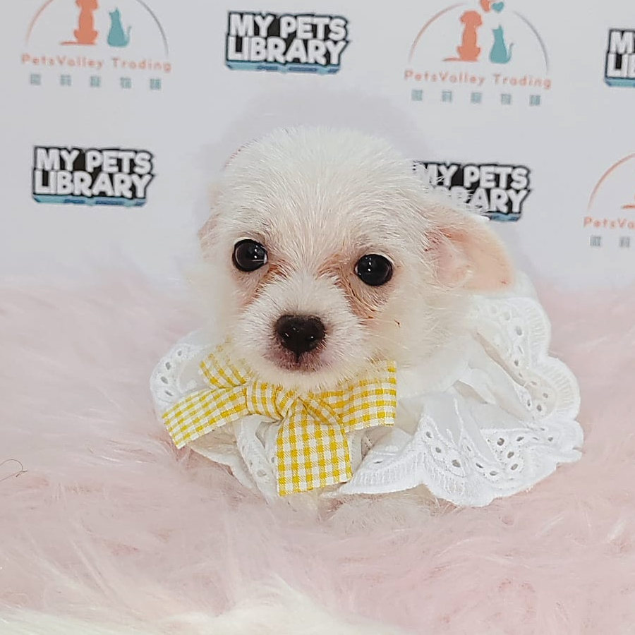 Longcoat Chihuahua Puppy (Female) For Sale