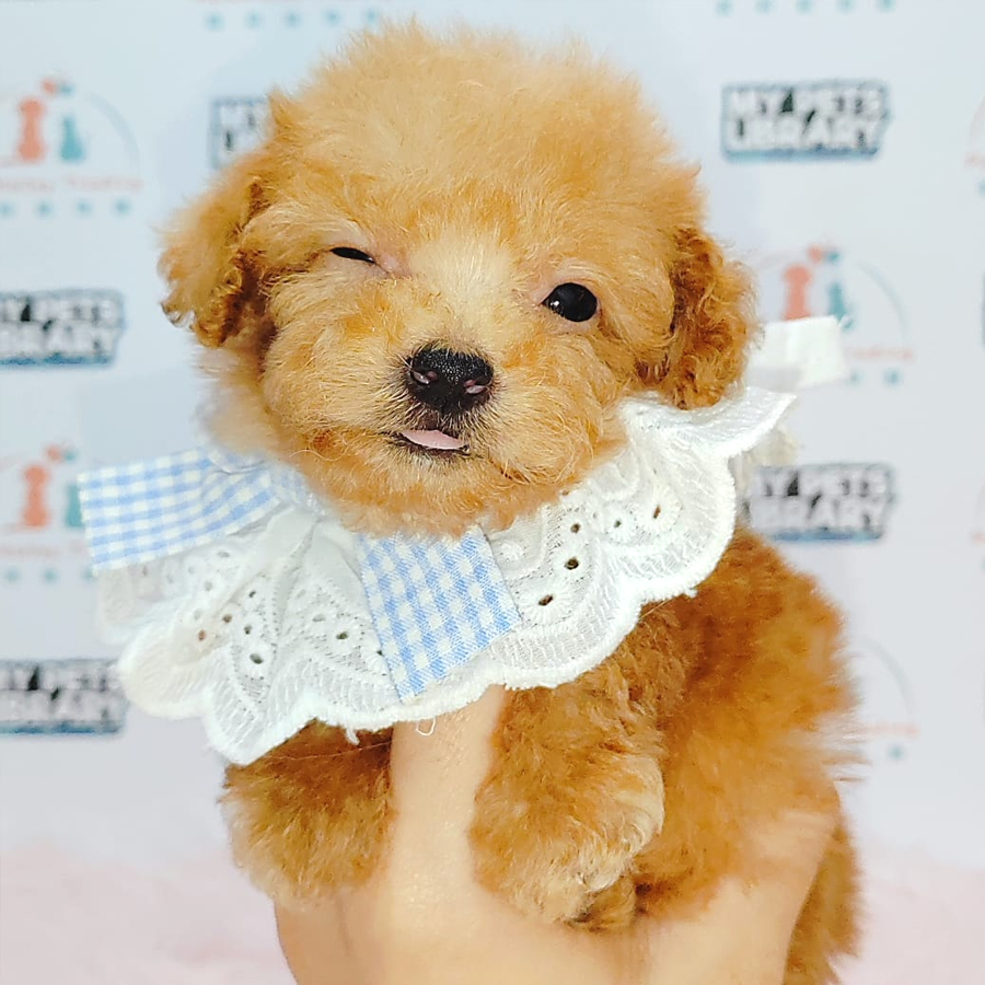 Teacup Poodle Puppy (Female) For Sale