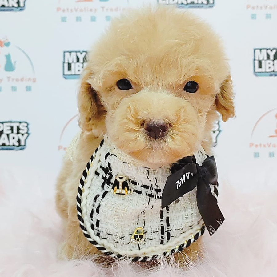 Tiny Poodle Puppy (Male) For Sale