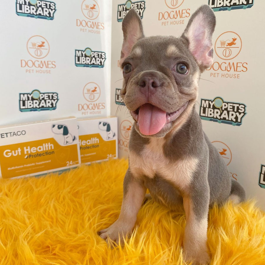 French Bulldog Puppy (Male) For Sale
