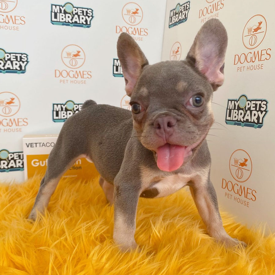 French Bulldog Puppy (Female) For Sale