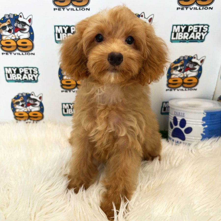 Miniature Poodle Puppy (Male) For Sale