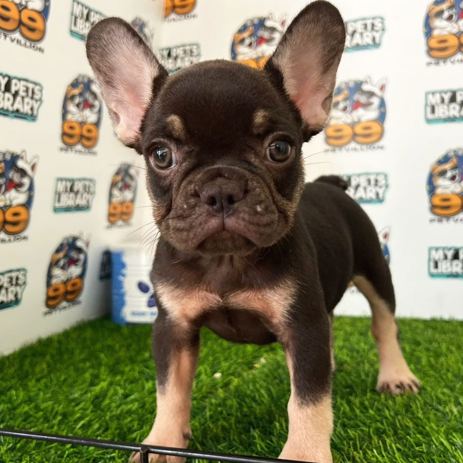 French Bulldog Puppy (Female) For Sale
