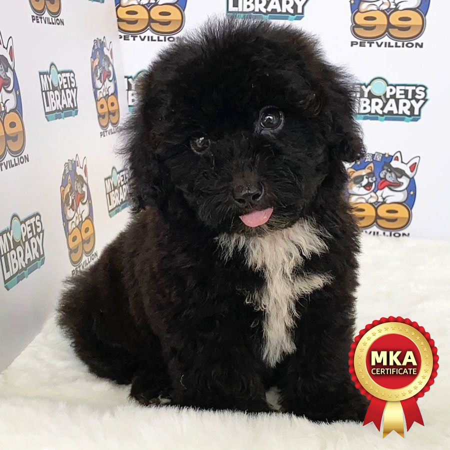 MKA Toy Poodle Puppy (Male) For Sale