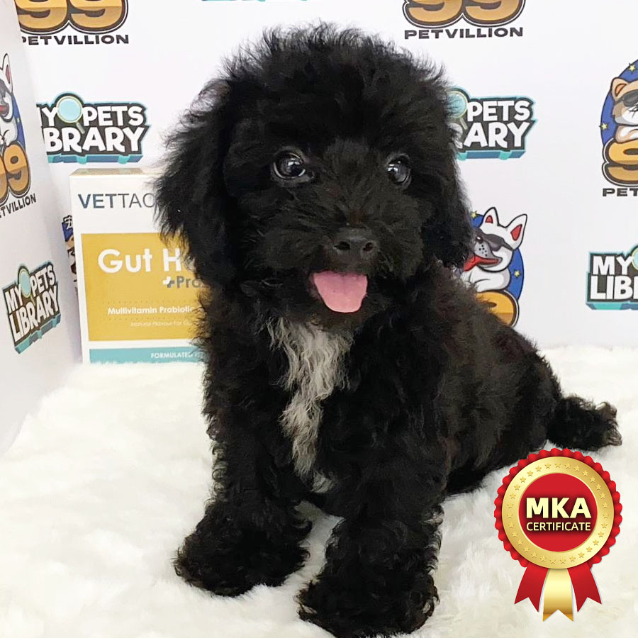 MKA Toy Poodle Puppy (Male) For Sale