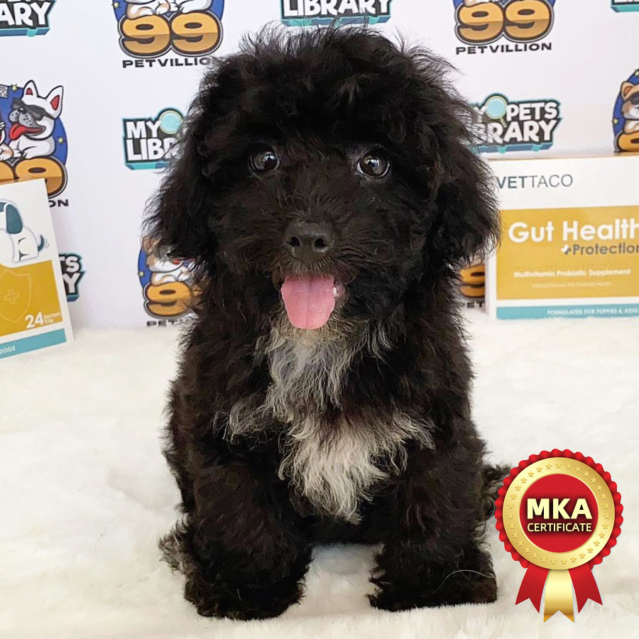 MKA Toy Poodle Puppy (Female) For Sale
