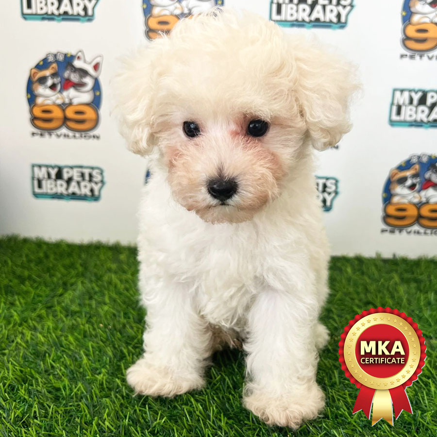 MKA Toy Poodle Puppy (Male) For Sale
