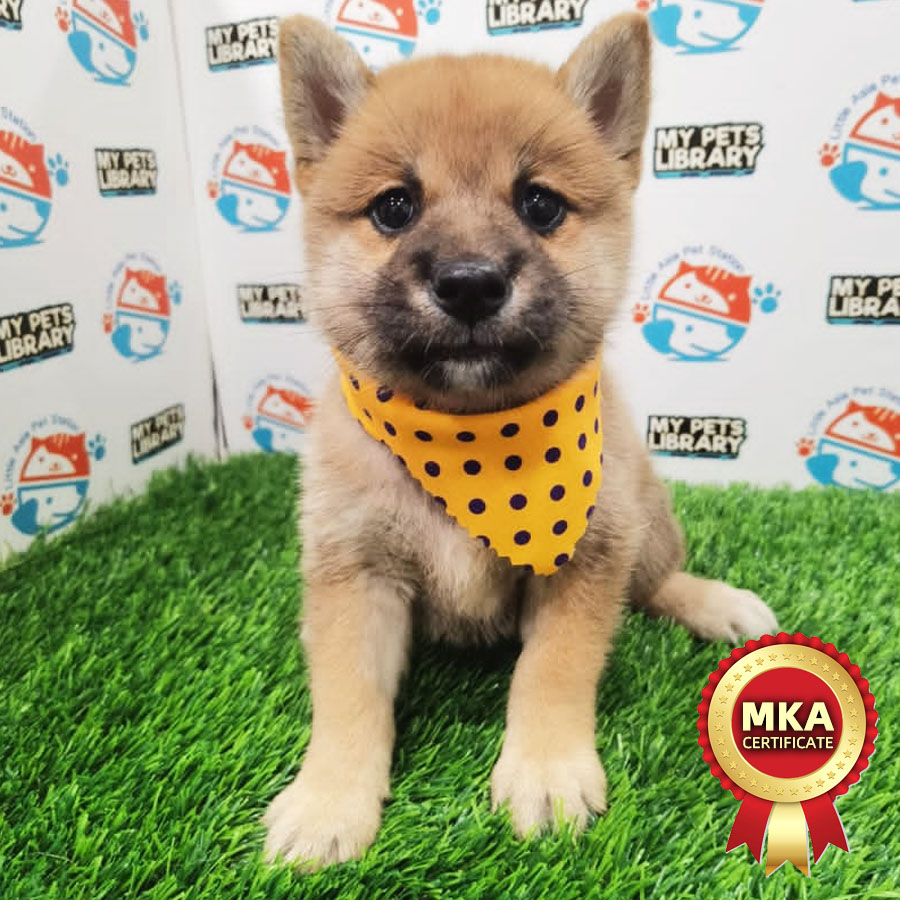 MKA Shiba Inu Puppy (Female) For Sale