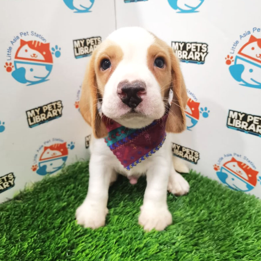 Beagle Puppy (Male) For Sale