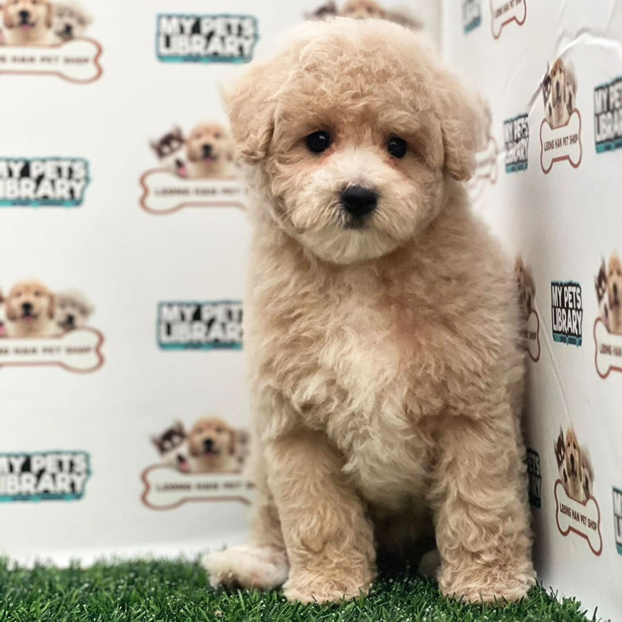 Miniature Poodle Puppy (Female) For Sale