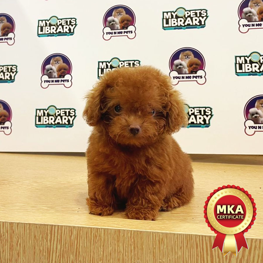 MKA Tiny Poodle Puppy (Male) For Sale