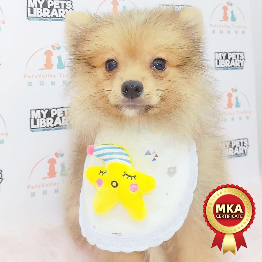 MKA Pomeranian Puppy (Male) For Sale
