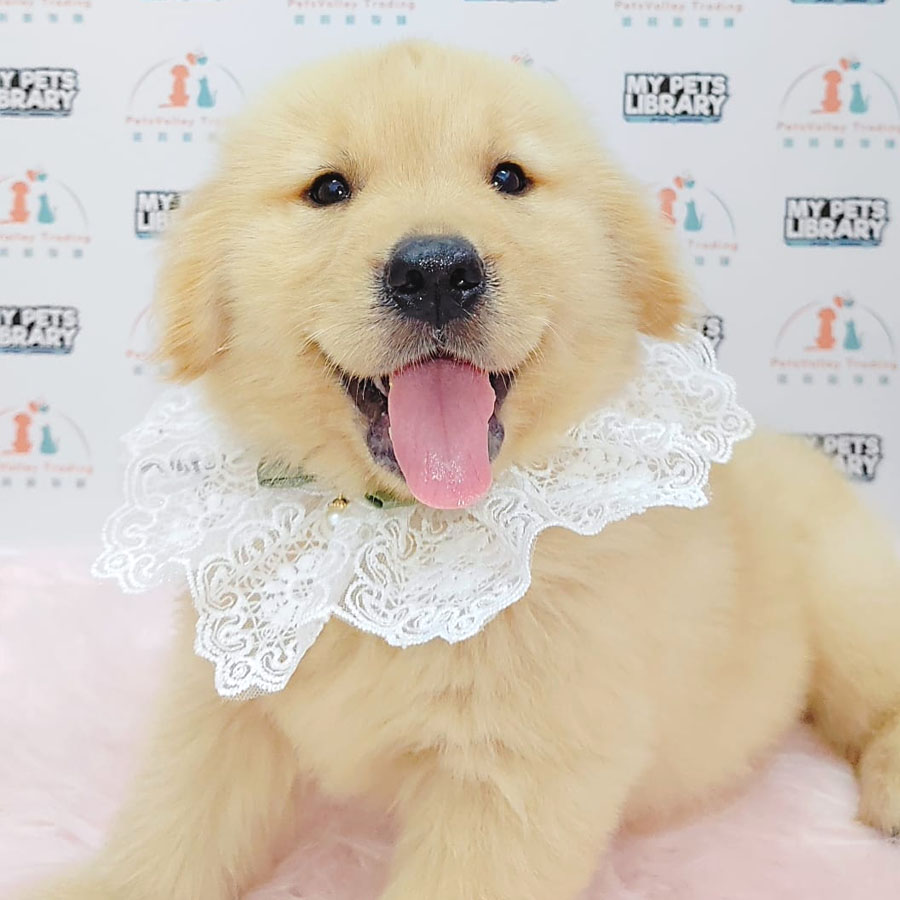 Golden Retriever Puppy (Male) For Sale